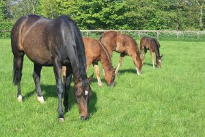 horse-with-foals-lg