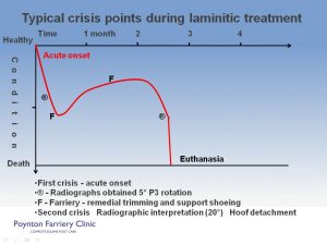 Laminitis - typical crisis slide 1