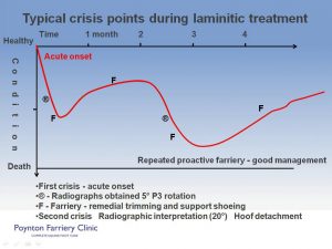 Laminitis - typical crisis slide 2