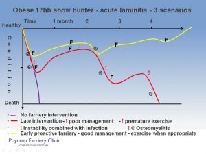 Laminitis - typical crisis slide 3