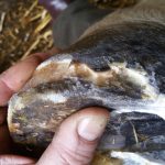 Equine hoof with abscess