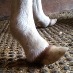 Foal foot deformity