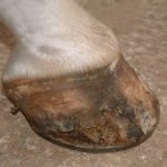 Poor equine hoof wall