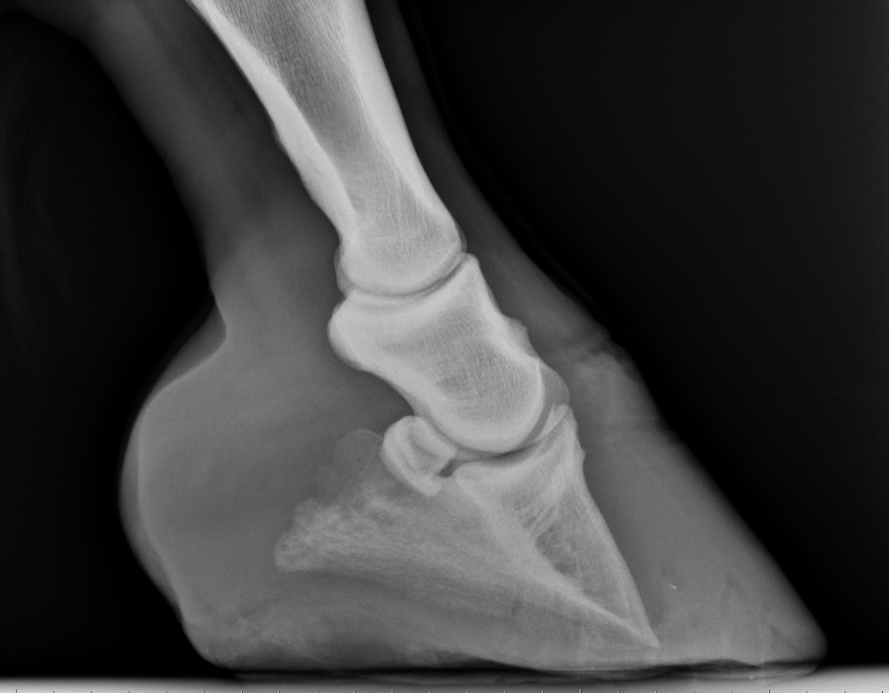 X-ray showing equine foot with capsular rotation