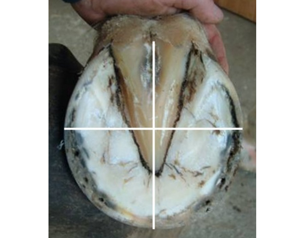 Equine Front Foot - measure width and length for Imprint shoe size
