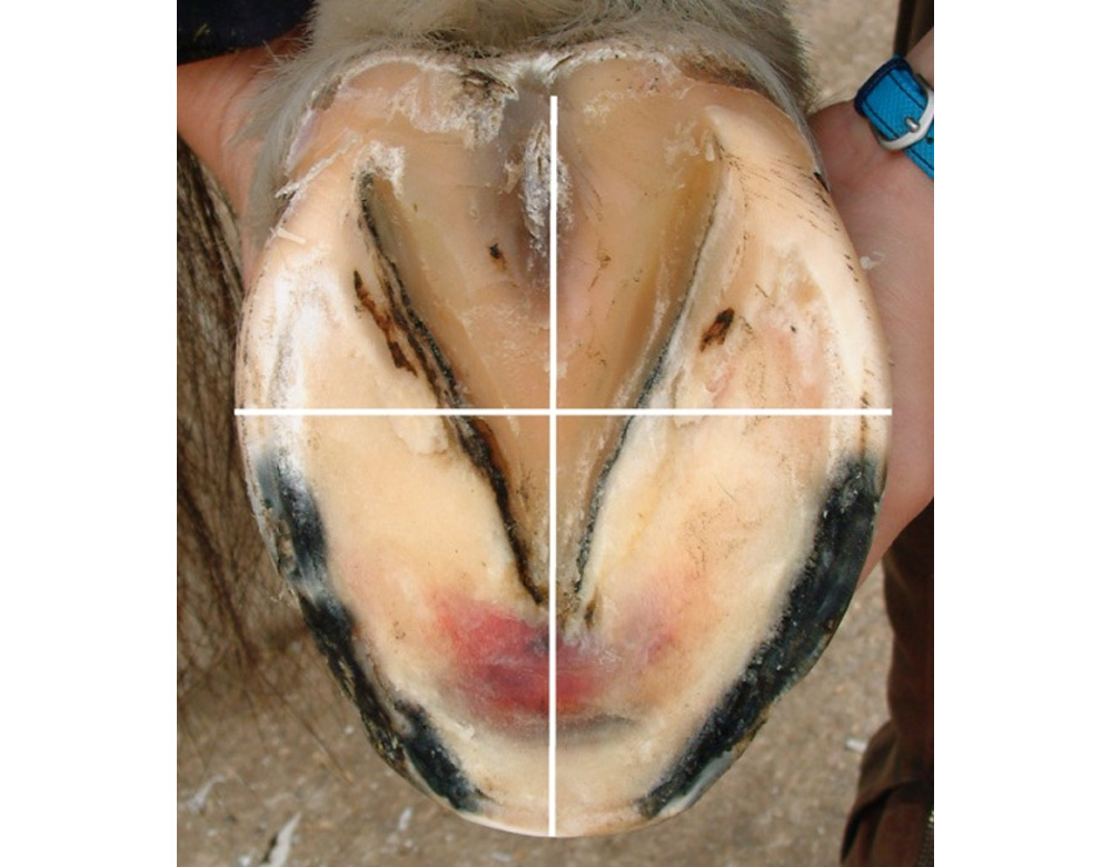 Equine hind foot - measure width and length for Imprint shoe size