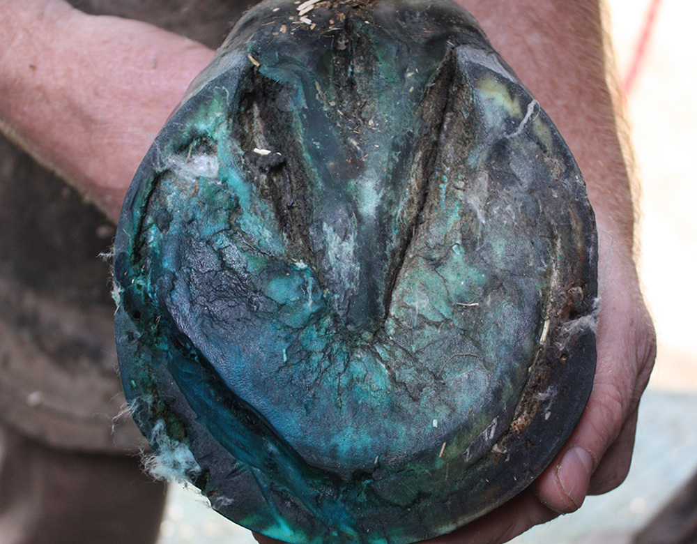 A. Hoof reconstruction