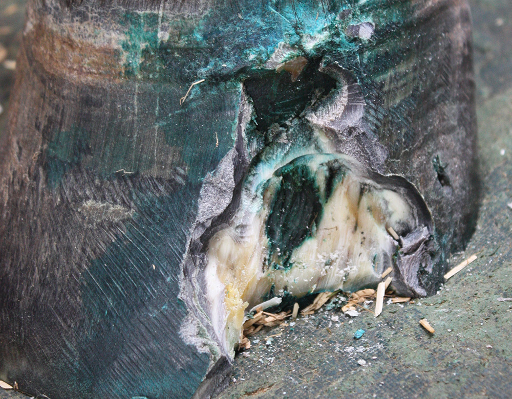 B. Hoof reconstruction