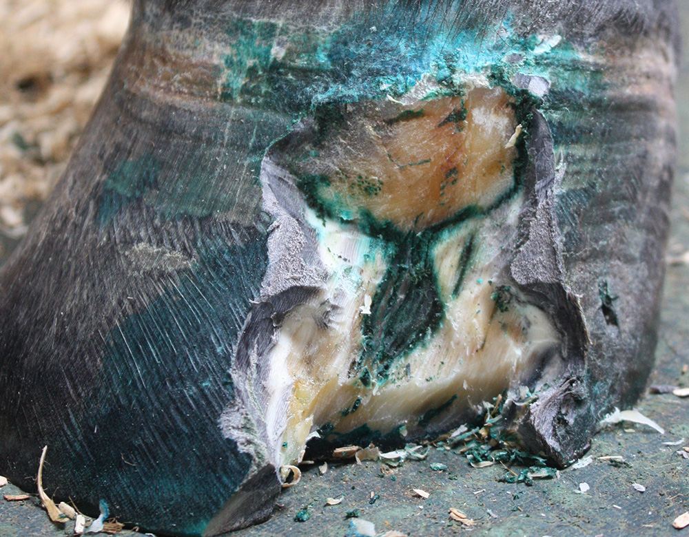 C. Hoof reconstruction