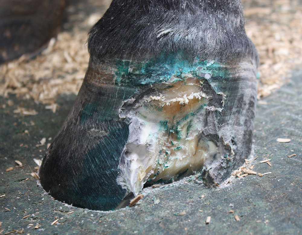 D. Hoof reconstruction