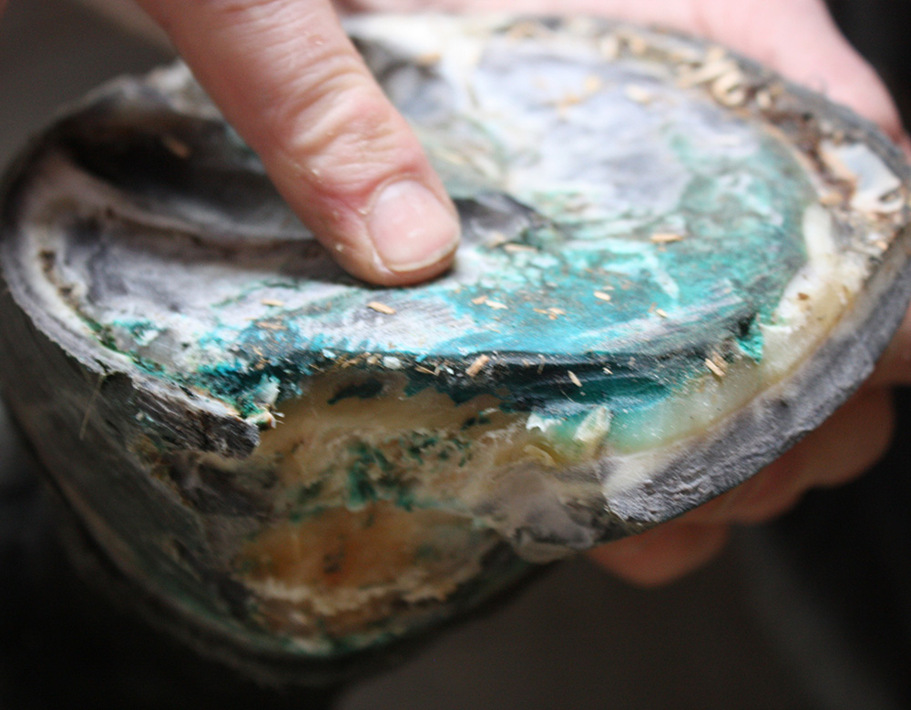 E. Hoof reconstruction