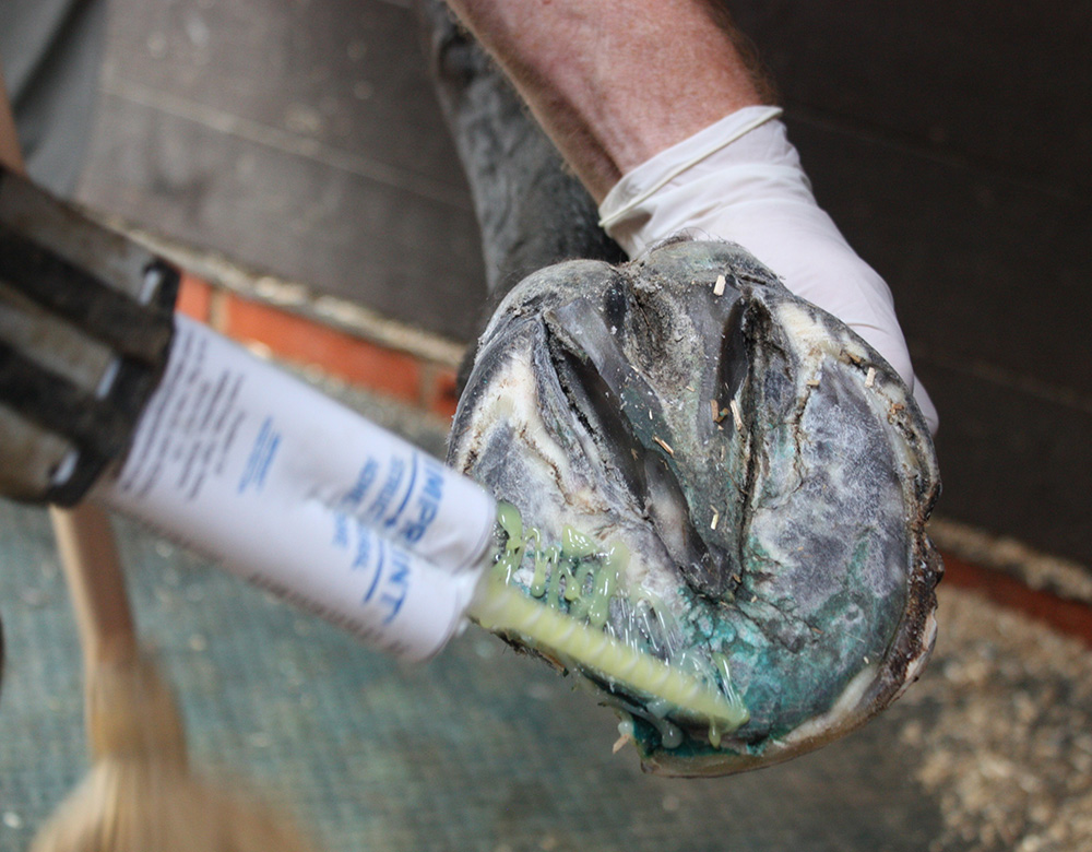 G. Hoof reconstruction