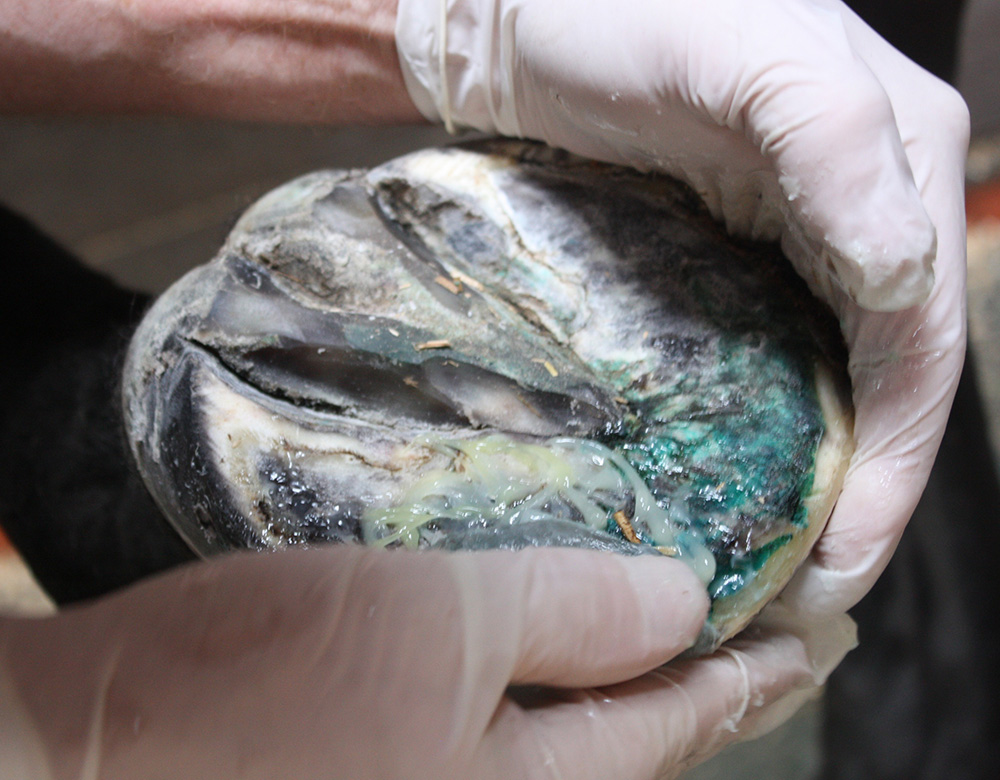 I. Hoof reconstruction