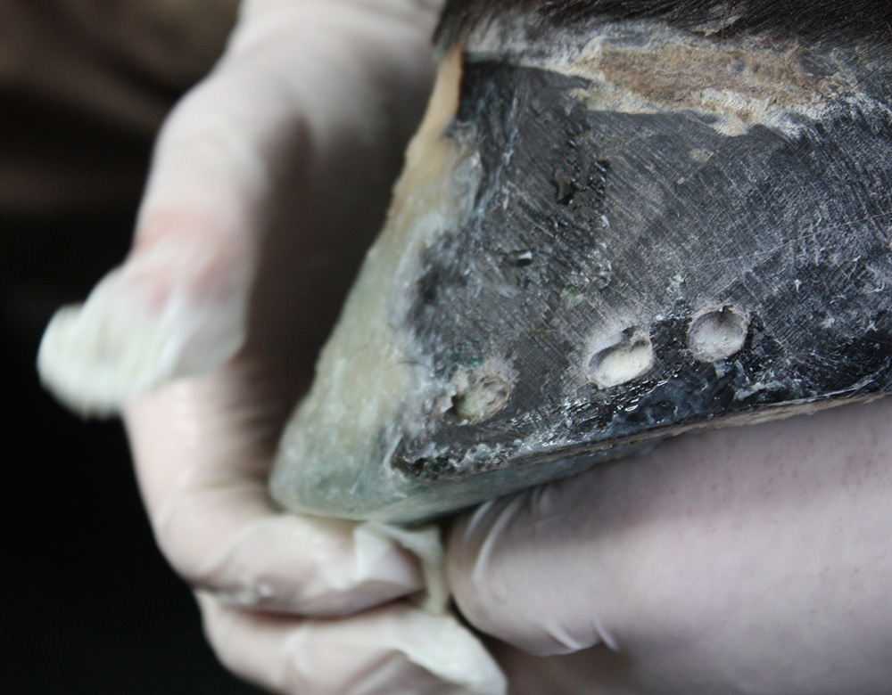 J. Hoof reconstruction