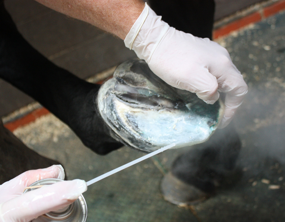 K. Hoof reconstruction