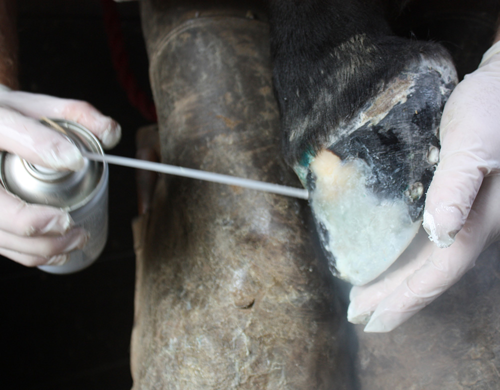 I. Hoof reconstruction