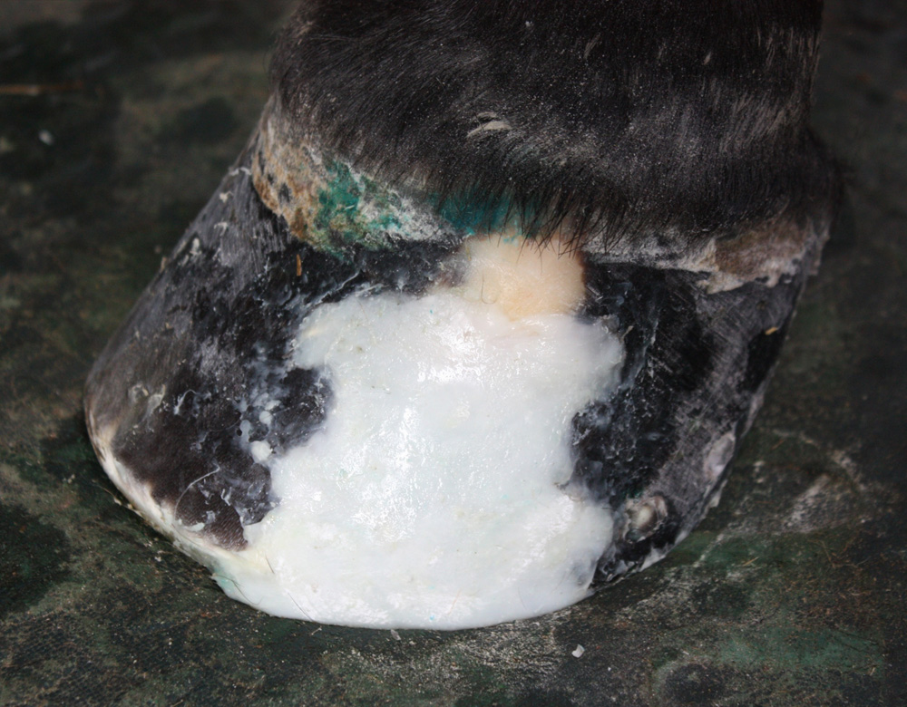 M. Hoof reconstruction