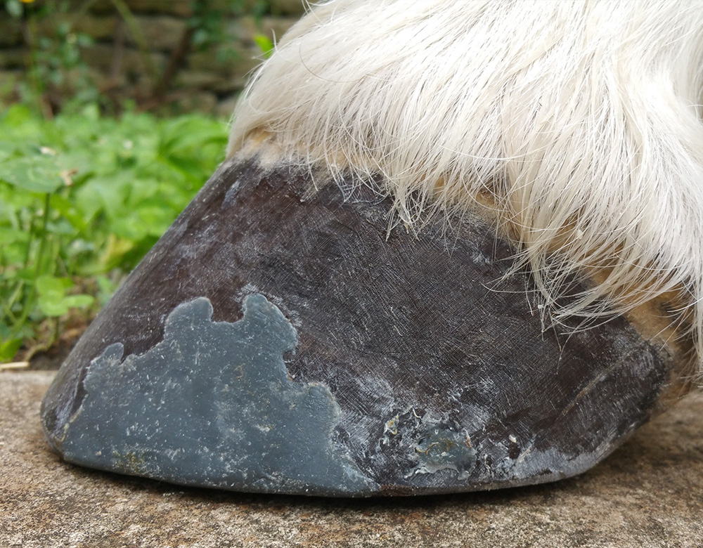 Imprint Hoof Repair Graphite