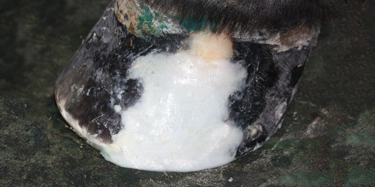 Hoof repair