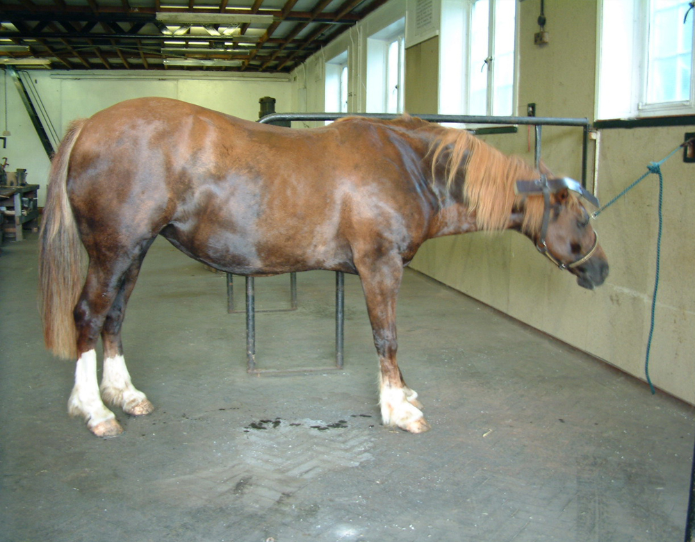 Laminitis Imprint Equine Foot Care
