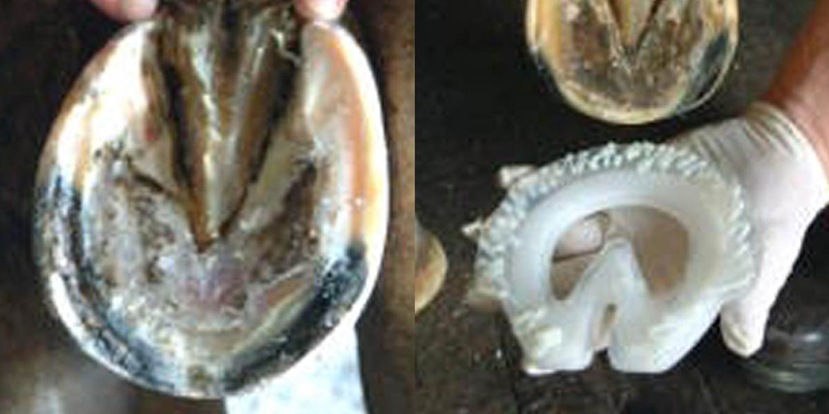 Laminitis - Imprint First shoe fitting