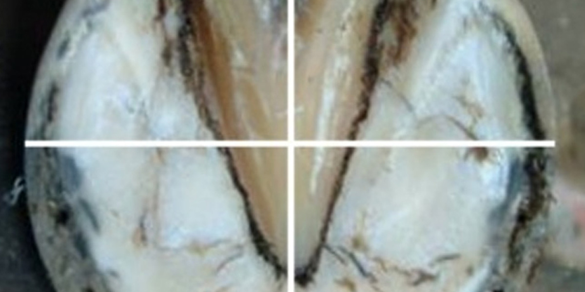Shoe Sizing for Imprint shoes