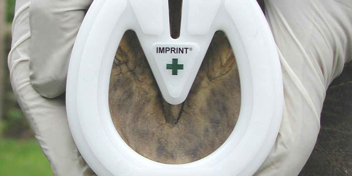 Imprint First horseshoe fitted