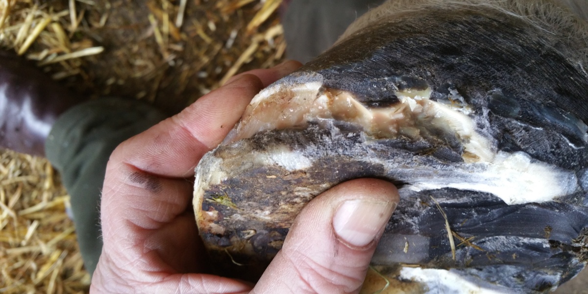 Hoof with abscess