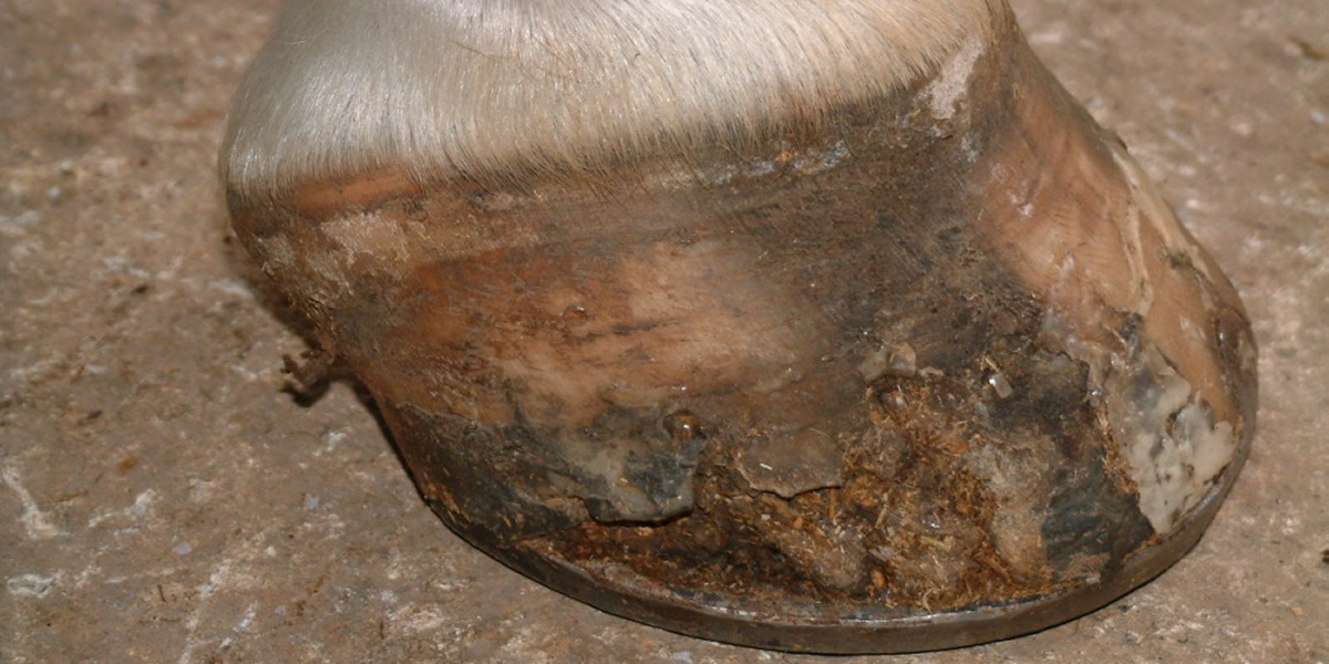 Equine hoof defect