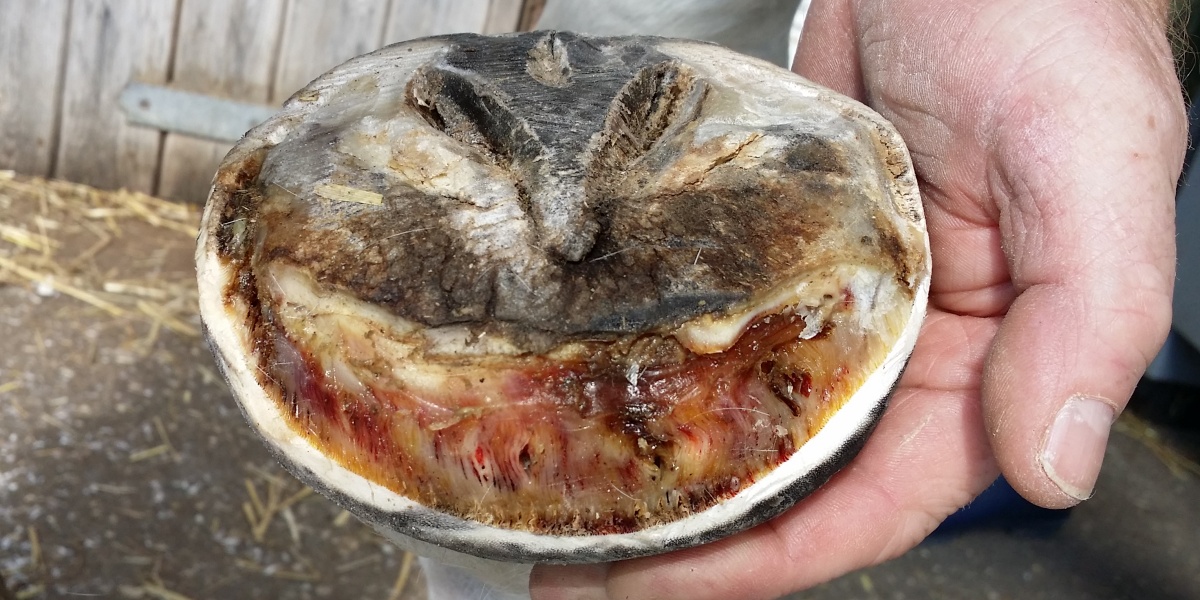 Equine laminitic foot