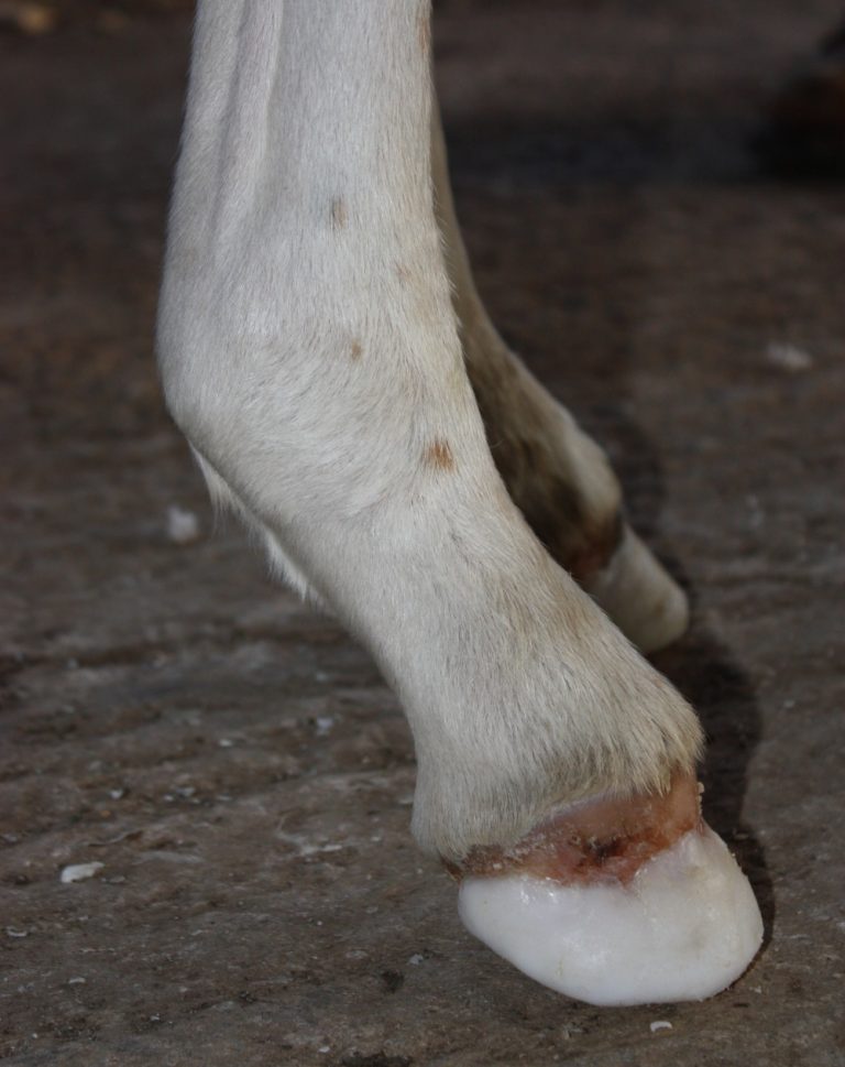 Foal Deformities Imprint Equine Foot Care