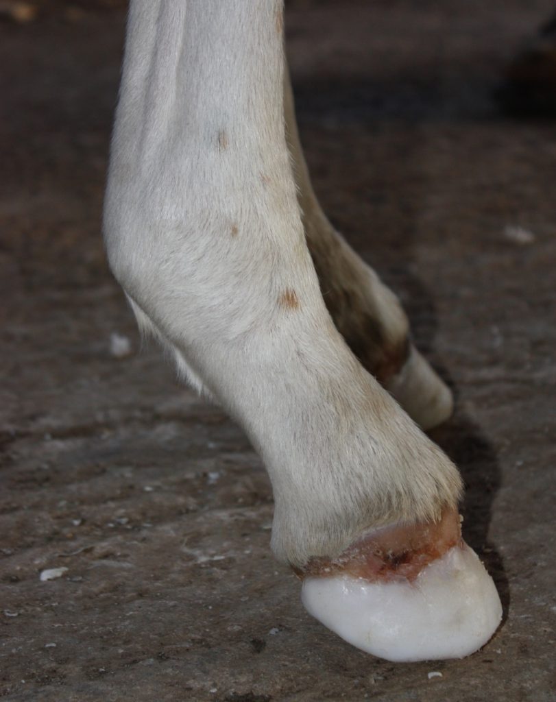 Club foot with toe extension Foal club foot with toe extension