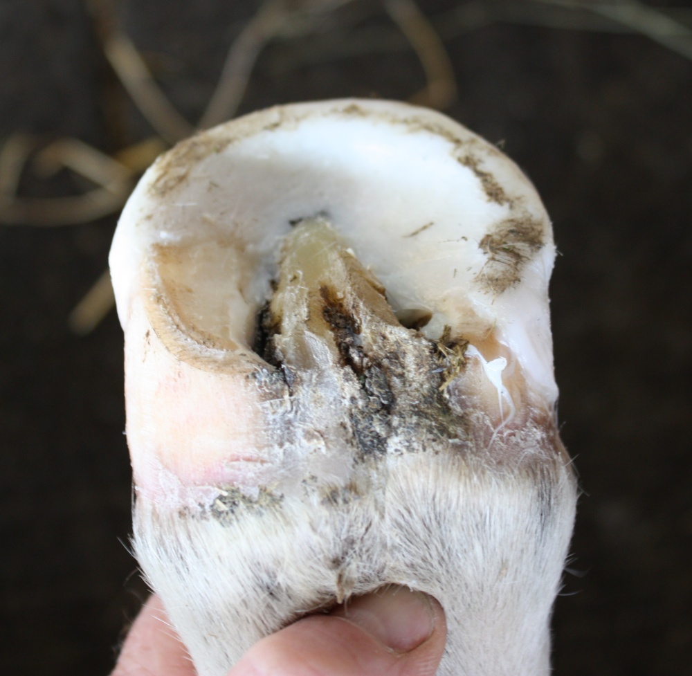 Dorso-medial toe extension Foal dorso-medial toe extension