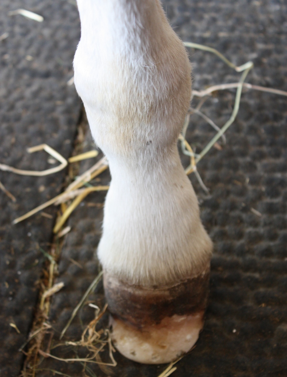 Foal Deformities Imprint Equine Foot Care