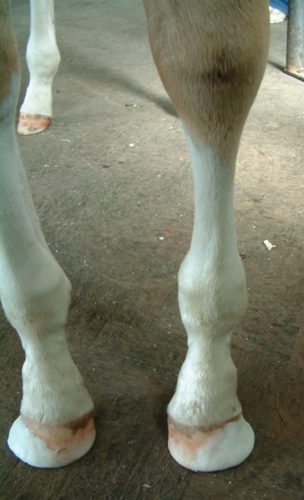 Fetlock varus dorsal view Foal fetlock varus dorsal view