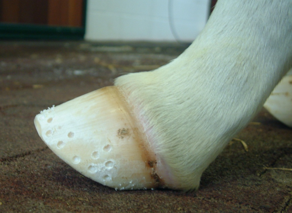 flexural-flaccidity-micro-indentations-in-lower-wall Foal flexural flaccidity. Micro indentations in lowerwall