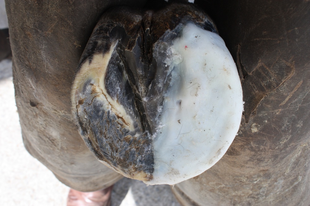 Heel quarter rebuilding with Imprint Hoof Repair.