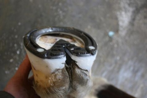 Hoof imbalance resolved with Imprint Sport shoe.