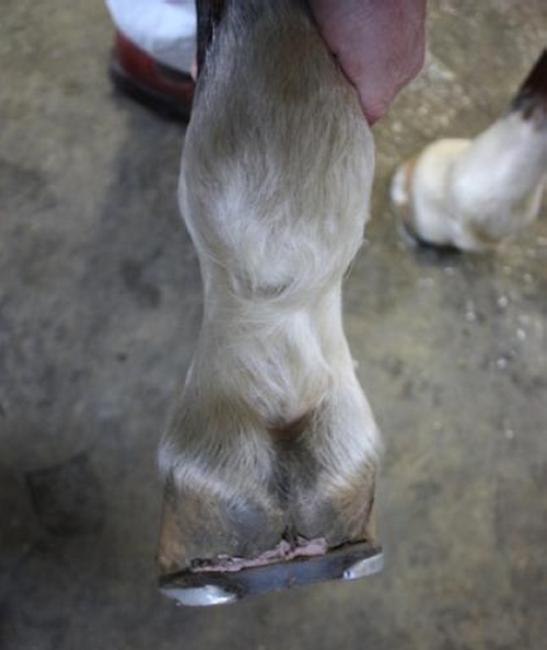 Horse with hoof imbalance