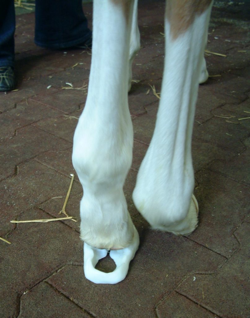 one-caudal-extension-shoe-fitted. Foal with caudal extension shoe fitted