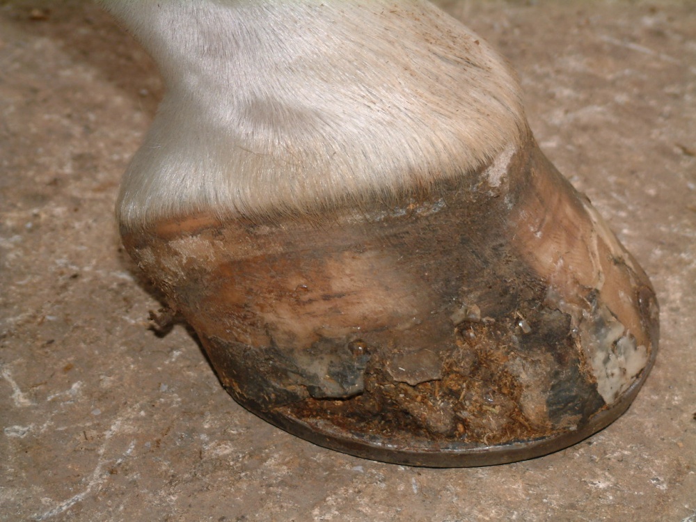 Example of poor-quality hoof wall