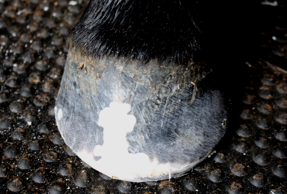 Equine toe crack repair