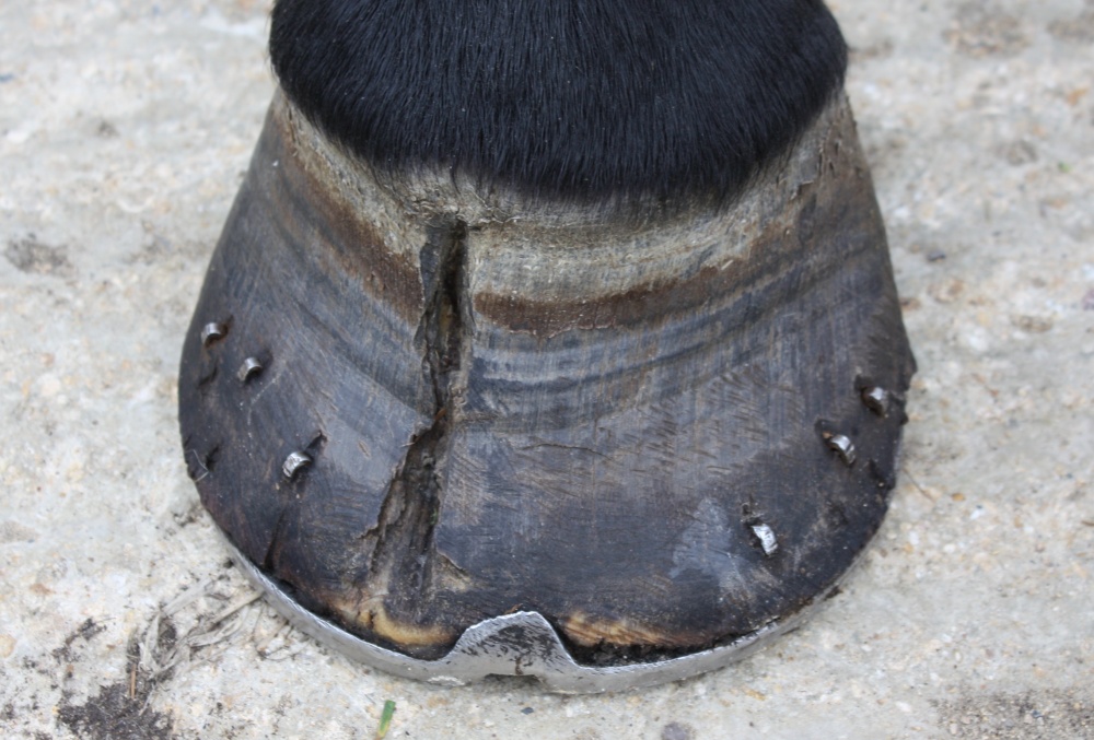 Equine toe crack
