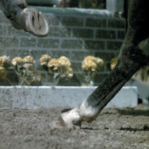 Equine - extreme movement image 1