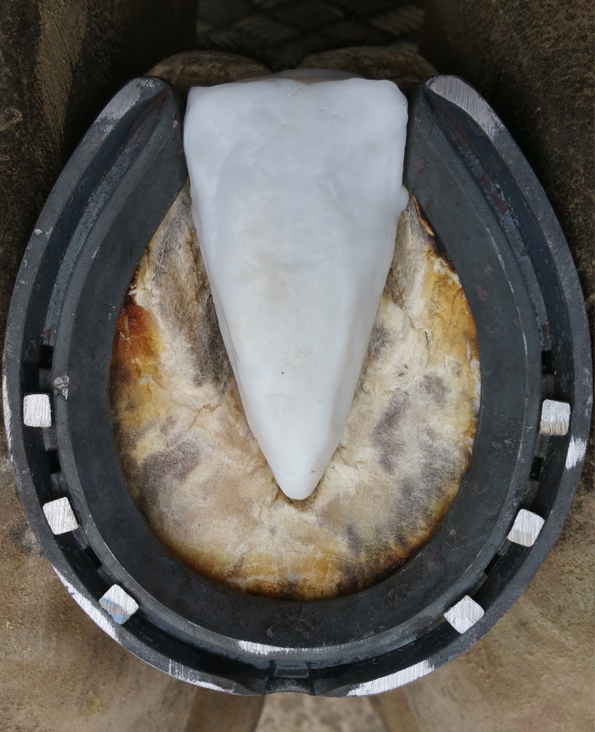 Imprint Emergency Frog Cast Imprint Equine Foot Care