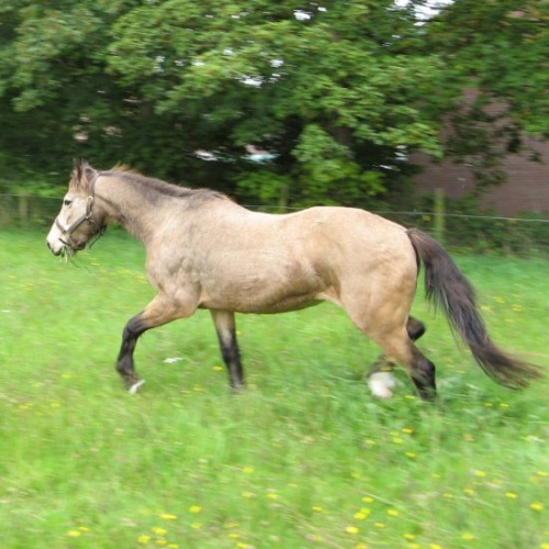 Holly